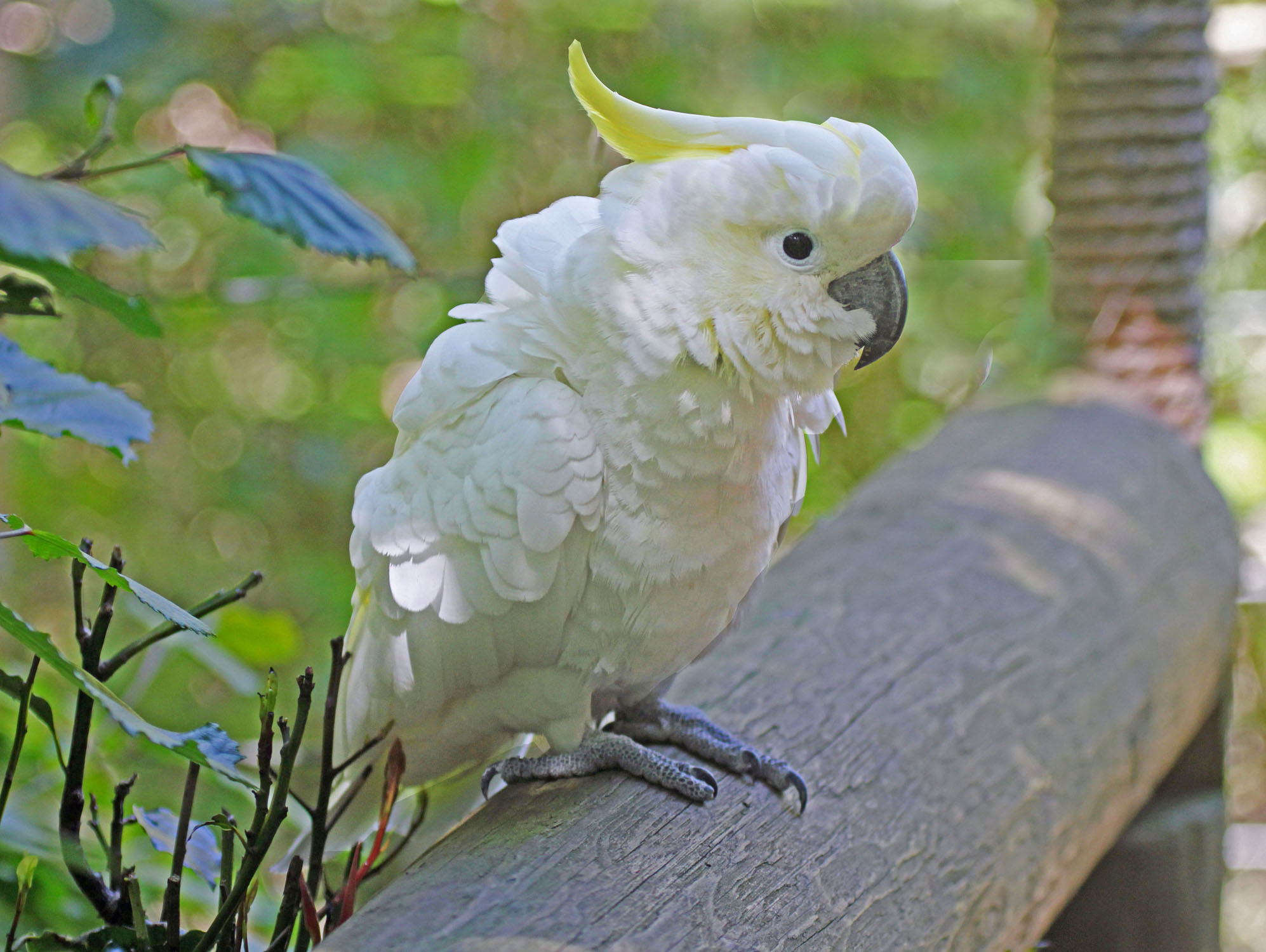 The World Birds: COCKATOOS (Cacatuidae)