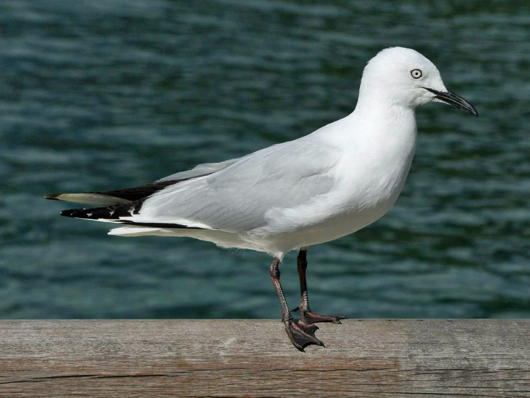 Гулл. Juvenile Gull. Albastr Gull. Short-billed Gull. Gull xona.