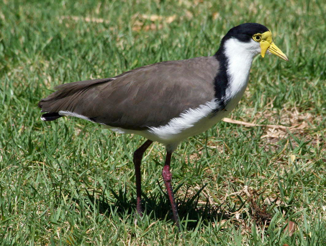 Lapwing Ranges The World Birds: Lapwings (Charadriidae)