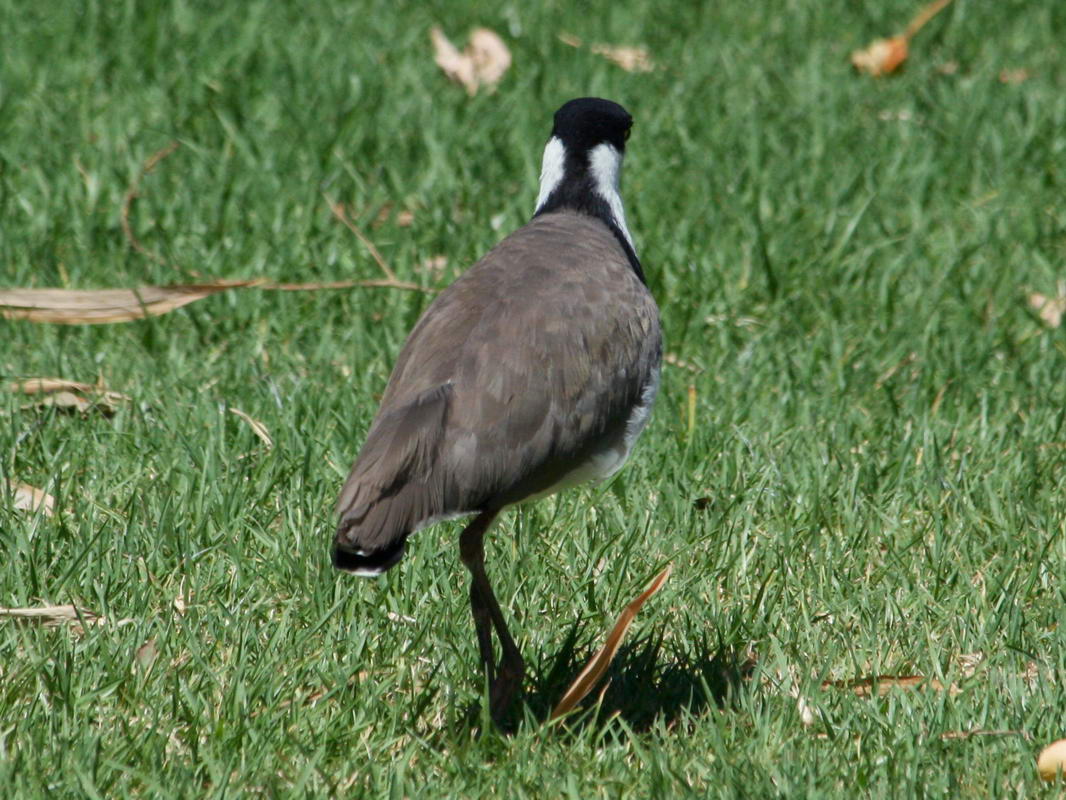 Lapwing Ranges The World Birds: Lapwings (Charadriidae)