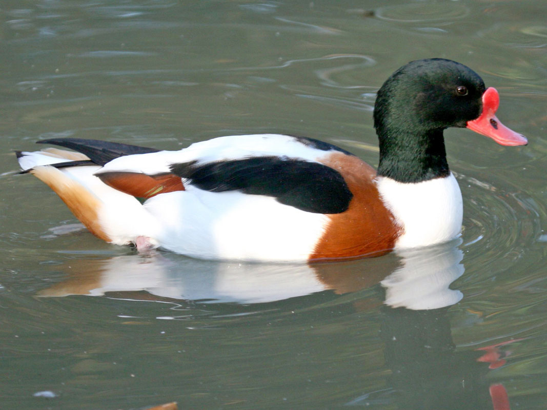 Shell Bird Birds of The World: Shelducks (Anatidae)