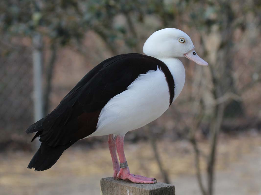 Shell Bird Birds of The World: Shelducks (Anatidae)