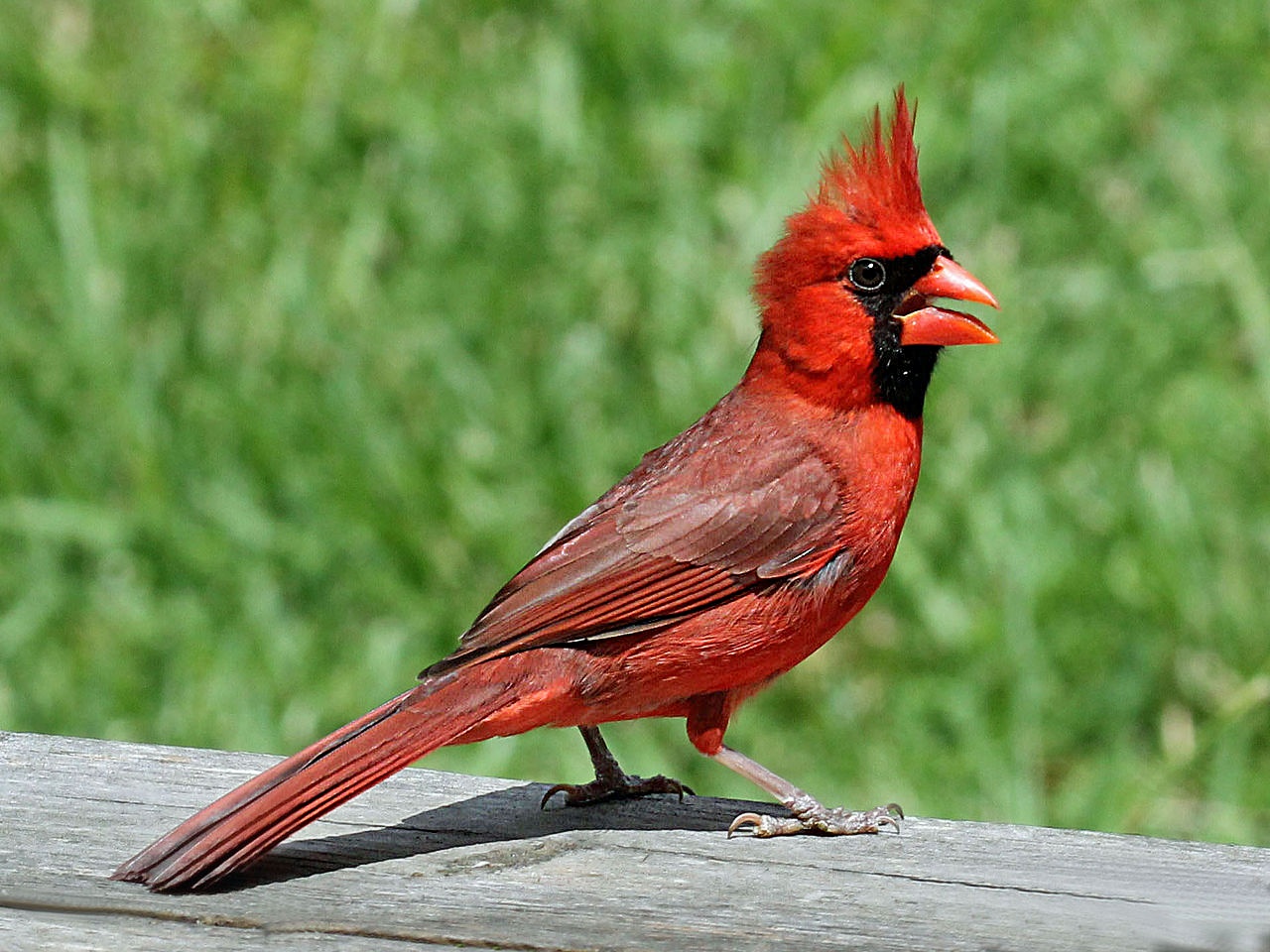The World of Birds