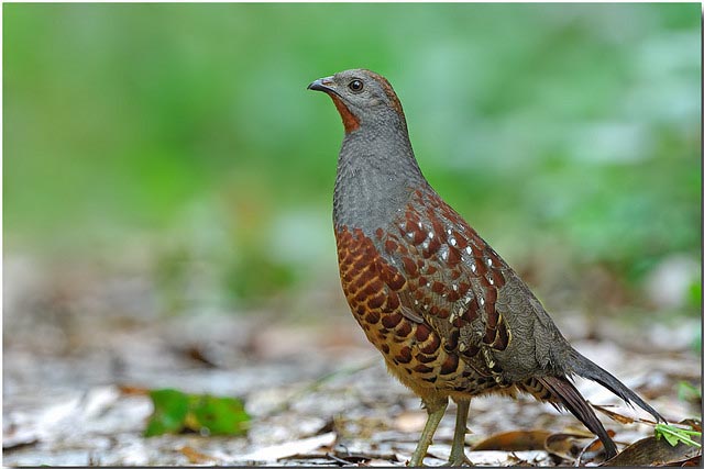 The World Birds: Partridge (Phasianidae)