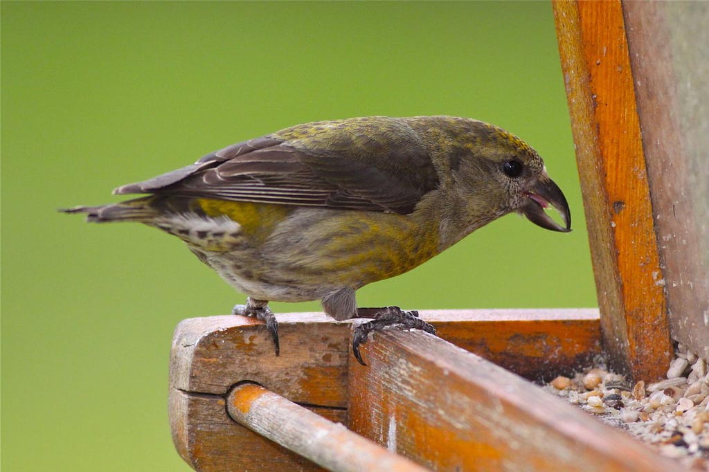 Old bird. Juvenile Greenfinch visits the Feeders.