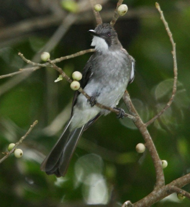 The World Birds: BULBULS (Pycnonotidae)